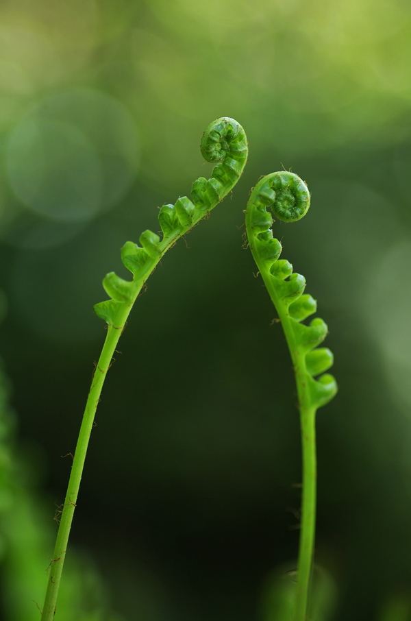 closeup-green-fern-palnt fern unfurling